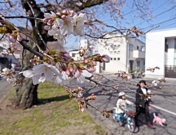 宇都宮で桜開花宣言 例年より１１日早く 社会 県内主要 下野新聞 Soon ニュース とちぎさくら前線 下野新聞 Soon スーン