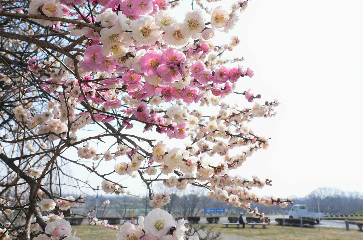 縁起いい？1本の木に紅白の花 栃木で梅の「源平咲き」｜県内主要,地域