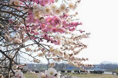 縁起いい？１本の木に紅白の花　栃木で梅の「源平咲き」