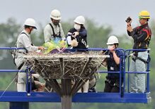 コウノトリひな２羽に足輪装着　小山の遊水地、成育は順調【動画】