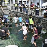 宇都宮・釜川でアユをつかみ取り　小学生100人が参加