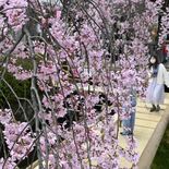 宇都宮・釜川沿いで「桜まつり」　小路歩きながらシダレザクラ満喫を