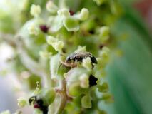 幼虫の成長待って実を落下