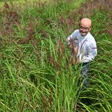 自然農法で一つの田んぼに50種の稲　「いろいろ米」作り40年　上三川の上野さん