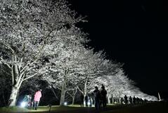 桜の催し多彩 ゆうゆうパーク