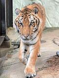 国内最高齢のアムールトラ死ぬ