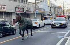 明治大馬術部の馬一時脱走、川崎