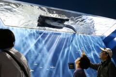 ビワコナマズの新水槽完成