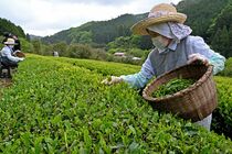 那珂川町で新茶摘み取り