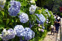 栃木・太平山でアジサイ見頃