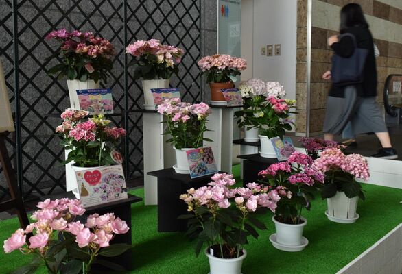 県庁で展示されているアジサイ＝23日午前、県庁