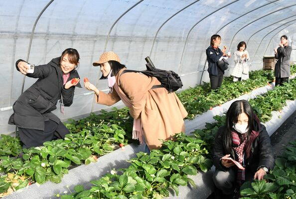 イチゴ狩りをするアンバサダーたち＝23日午後、小山市