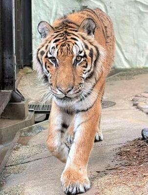 　国内最高齢だったアムールトラの「カイ」＝２０２５年６月、福岡市動物園（同園提供）
