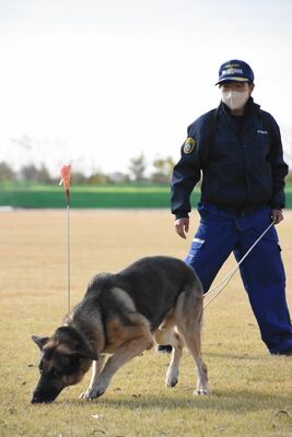 足跡のにおいをたどる犬＝１８日午前、上三川町東蓼沼