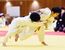 １年２５キロ級　水戸部（大平町少年クラブ）－斎藤（氏家少年団）決勝　水戸部が内股で一本勝ち
