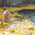 湯面にユズ2026個　日光で「日本一の風呂」