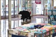 秋田、クマ侵入のイオンで訓練