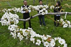 甘いナシ、たわわに実れ　鹿沼・菊沢地区　「フルーツロード」で幸水など満開