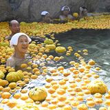 湯面にユズ2026個　日光で「日本一の風呂」