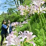 ナツズイセン、ひとときの涼　茂木「花の山」で群生、来週まで見頃