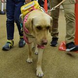 盲導犬の理解深める　上三川町図書館で講演会