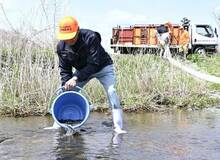 釣り解禁へ稚アユ放流