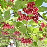 鮮やかな赤い花　日光・霧降高原キスゲ平園地でベニサラサドウダン満開