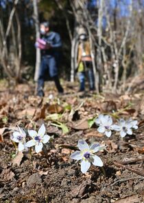 栃木でセツブンソウ開花
