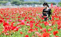 荒川河川敷でポピー咲く　さくら