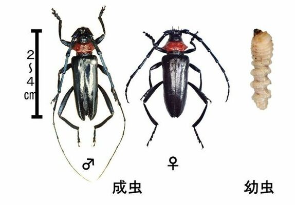 クビアカツヤカミキリ＝県提供