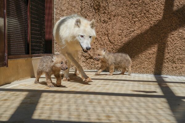 誕生したホッキョクオオカミの赤ちゃんと母親のシンラ（那須どうぶつ王国提供）