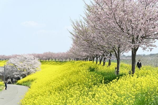菜の花やソメイヨシノとの競演が楽しめる乙女大橋付近の思川桜並木（12日午後撮影）