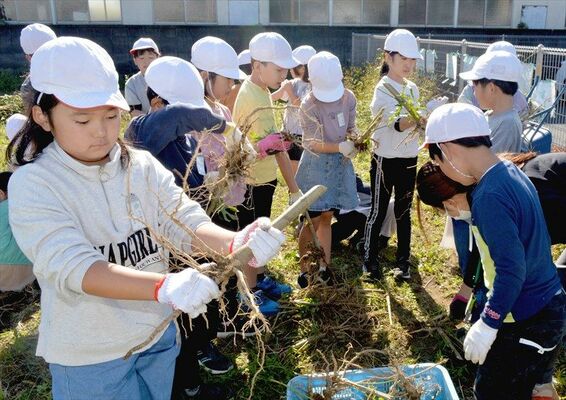 卒業証書の原料になるトロロアオイを収穫したあその学園の児童たち