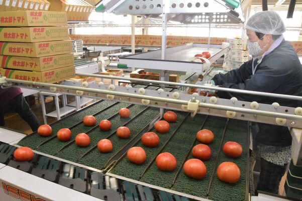 形状やサイズで仕分けされる桃太郎トマト