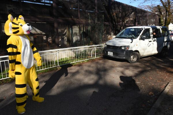 麻酔銃を向けられる脱走したトラ（左）＝２日午後２時20分、宇都宮市上金井町