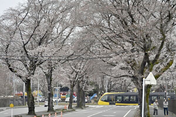 芳賀町のかしの森公園は木によって三～七分咲き＝５日午前