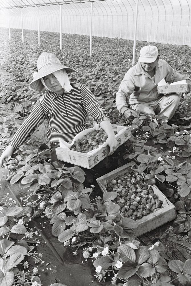 福岡県広川町で収穫されるイチゴ＝1981年11月20日（西日本新聞データベースより）