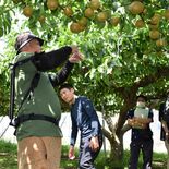 梨生産、省力化技術学ぶ　農産物マーケ協が研修会