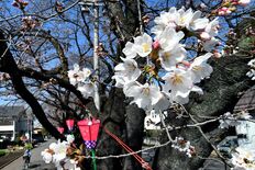宇都宮で桜が開花　平年より10日早く【動画】