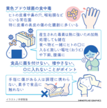 【人と社会と感染症　岡田教授のなるほど講座】（12）黄色ブドウ球菌　手…