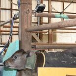 サーモカメラで子牛の体調管理　発熱の早期把握、治療へ　NTTドコモが那…