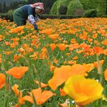 早くも初夏の彩り　ハナビシソウ見頃　鹿沼・花農場あわの
