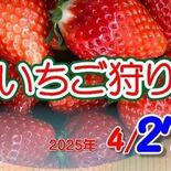 イチゴ食べ放題に来ませんか 4月27日に栃木で「にしかたいちご祭り」、…