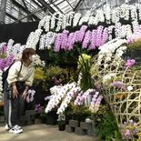 工芸品と洋ラン「和」を演出　とちぎ花センターで企画展　50種300鉢並ぶ