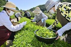 那珂川町で新茶の摘み取り始まる