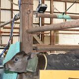 サーモカメラで子牛の体調管理　発熱の早期把握、治療へ　NTTドコモが那須で実証実験、実現すれば日本初