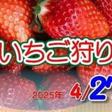 イチゴ食べ放題に来ませんか　４月27日に栃木で「にしかたいちご祭り」、参加者募集