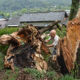 足利で突風、倒木など複数被害　ダウンバーストかガストフロントの可能性高く　気象台現地調査で判断