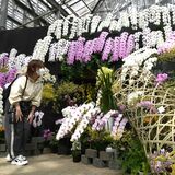 工芸品と洋ラン「和」を演出　とちぎ花センターで企画展　50種300鉢並ぶ