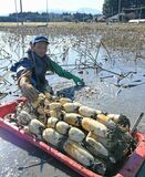 レンコン収穫　那須塩原